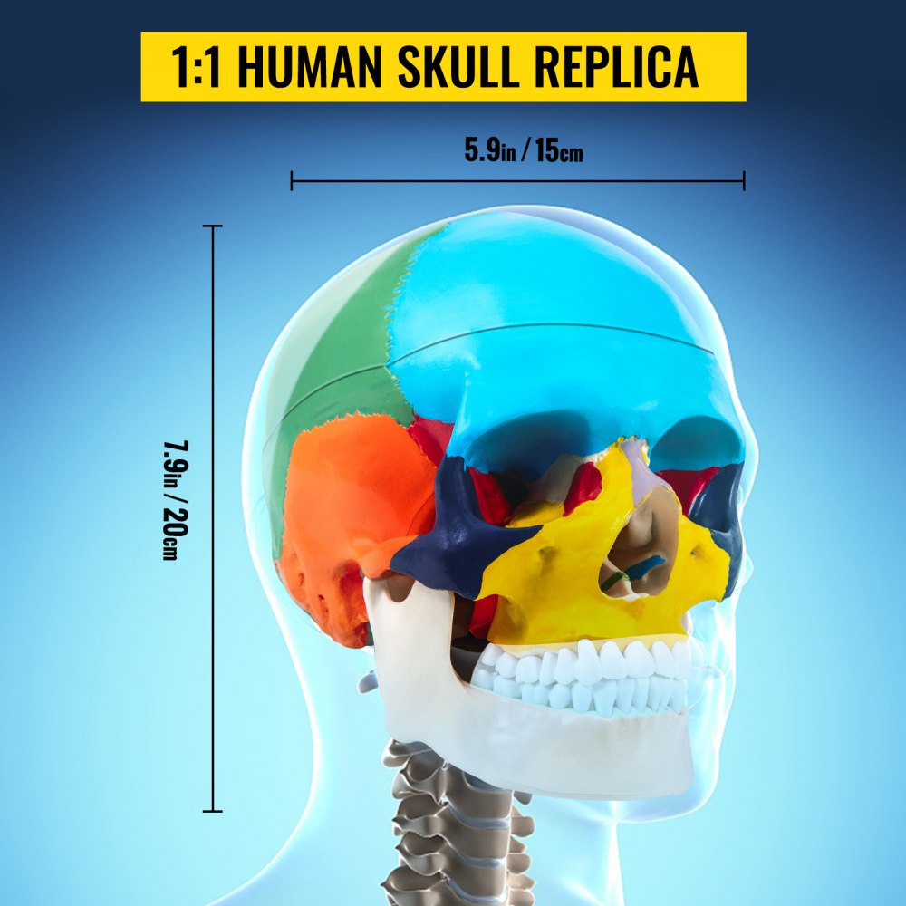 VEVOR human skull model with color-coded sections and dimensions: 7.9in/20cm by 5.9in/15cm.