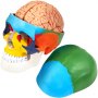 VEVOR human skull model with detachable brain and colorful anatomical sections.