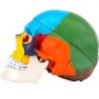 VEVOR human skull model with colorful segmented bones for anatomical study.