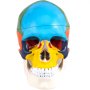 VEVOR human skull model with colorful segmented sections highlighting anatomical details.