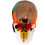 VEVOR human skull model wit variously colored sections, viewed from the underside.