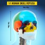 VEVOR human skull model with color-coded sections and dimensions: 7.9in/20cm by 5.9in/15cm.