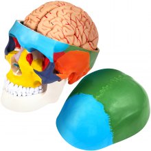 Model ľudskej lebky VEVOR, 8 častí mozgu Anatómia ľudskej lebky, učiaca sa lebka s mozgom v životnej veľkosti, model ľudskej lebky natretý PVC, označená anatomická lebka, na lekárske vyučovanie, výskum a učenie