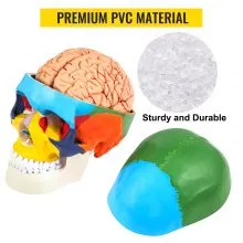VEVOR Human Skull Model, 8 Parts Brain Human Skull Anatomy, Life-Size Learning Skull with Brain, PVC Painted Human Skull Model, Labeled Anatomical Skull, for Medical Teaching, Researching and Learning
