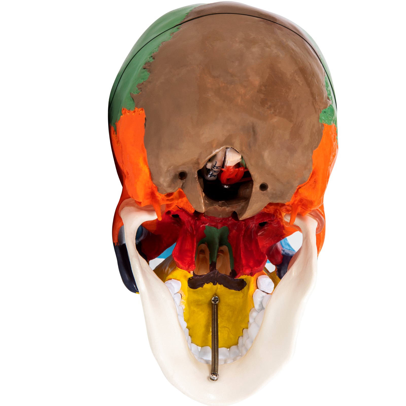 VEVOR human skull model wit variously colored sections, viewed from the underside.
