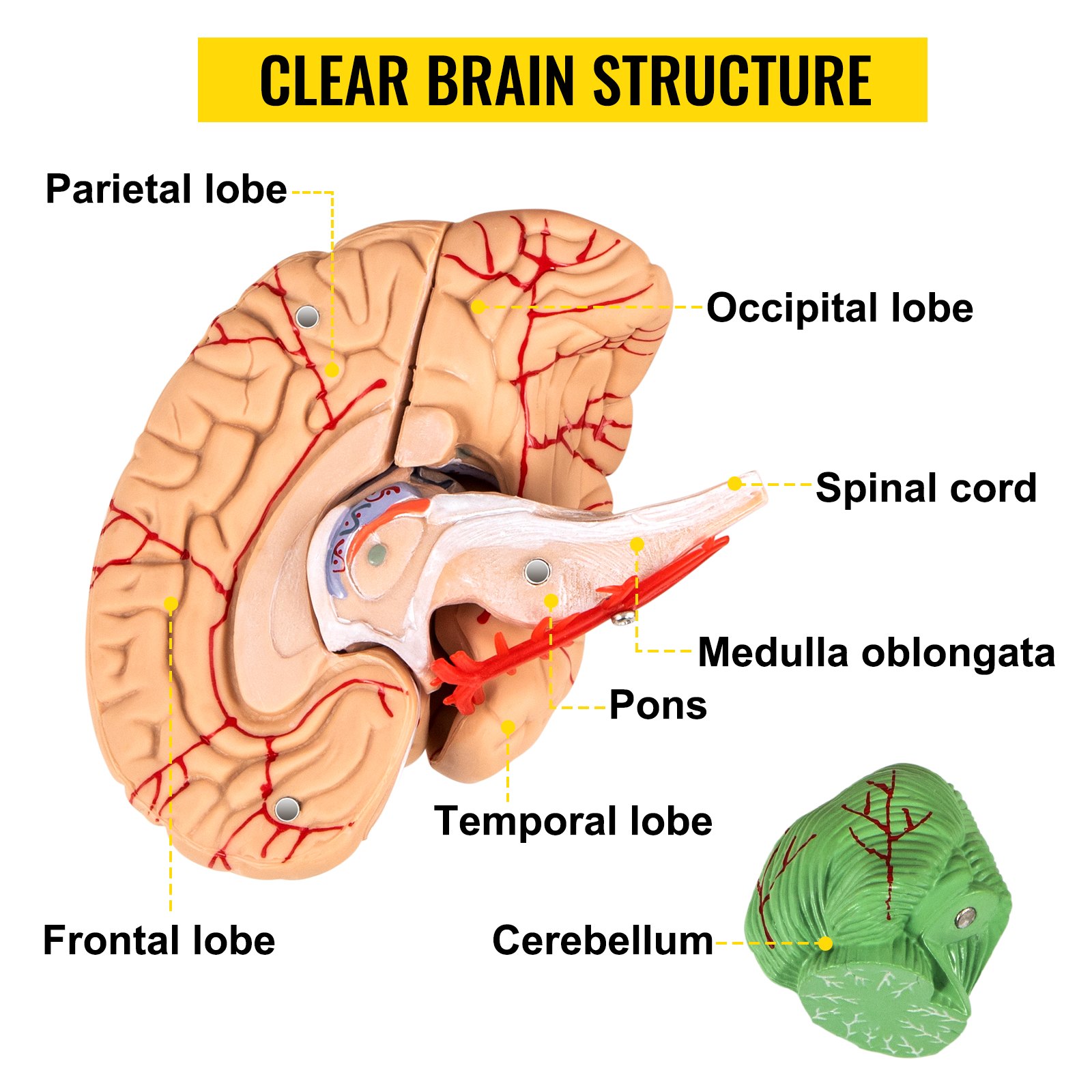 VEVOR human skull model highlighting brain structure parts labeled for educational use