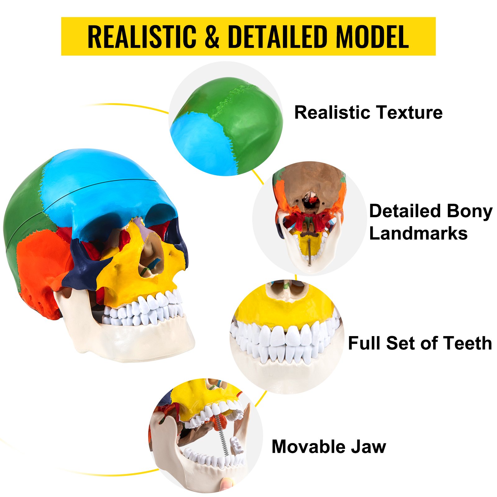 VEVOR human skull model with realistic texture, bony landmarks, full teeth set, movable jaw.
