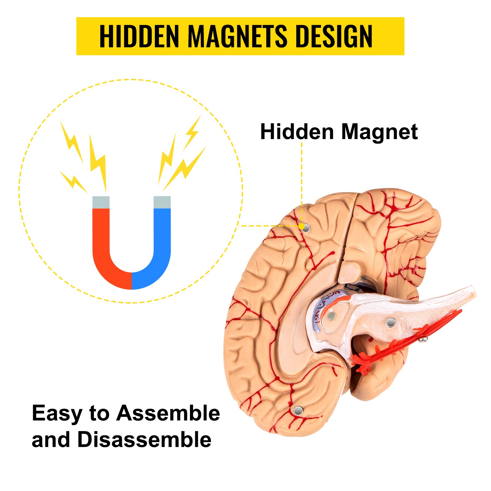 hidden magnets design in the VEVOR human skull model for easy assembly and disassembly.