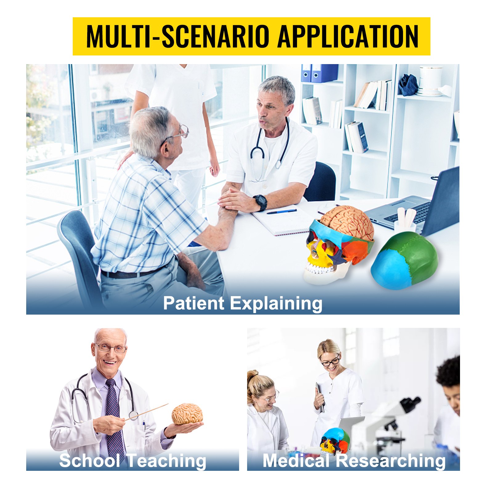 doctors using VEVOR human skull model for patient explaining, school teaching, and medical researching.