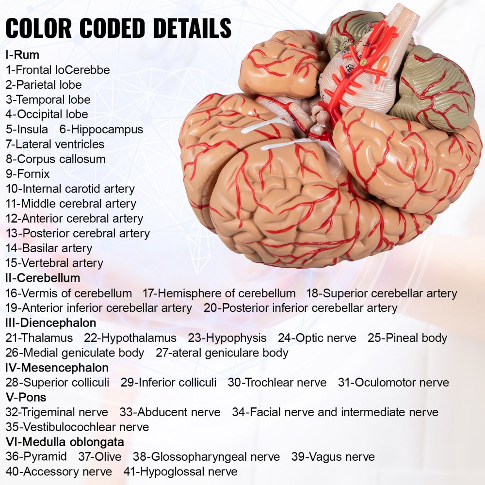 VEVOR Human Brain Model Anatomy 9-Part Model of Brain w/ Labels & Display  Base Color-Coded Life Size Human Brain Anatomical Model Brain Teaching Tool