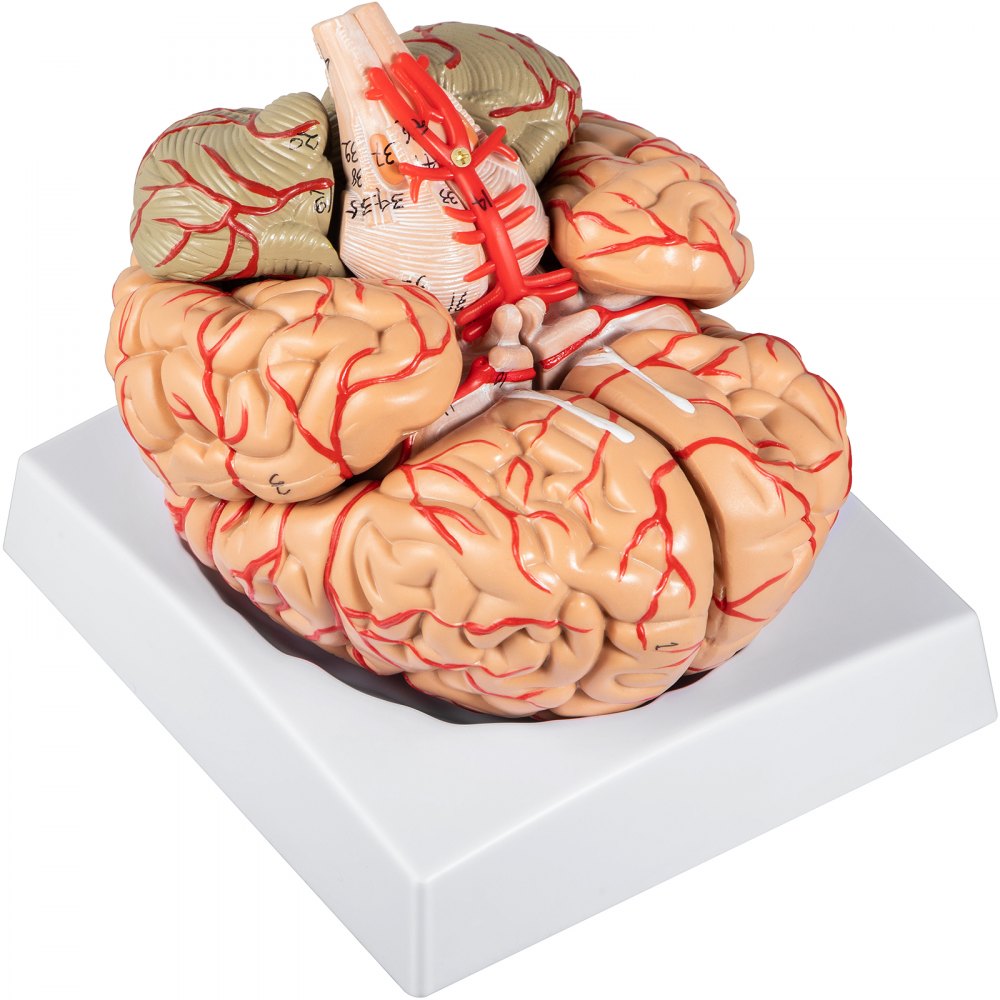 VEVOR Human Brain Model Anatomy 9-Part Model of Brain w/Labels & Display Base Color-Coded Life Size Human Brain Anatomical Model Brain Teaching Tool Brain Model for Science Classroom Study Display