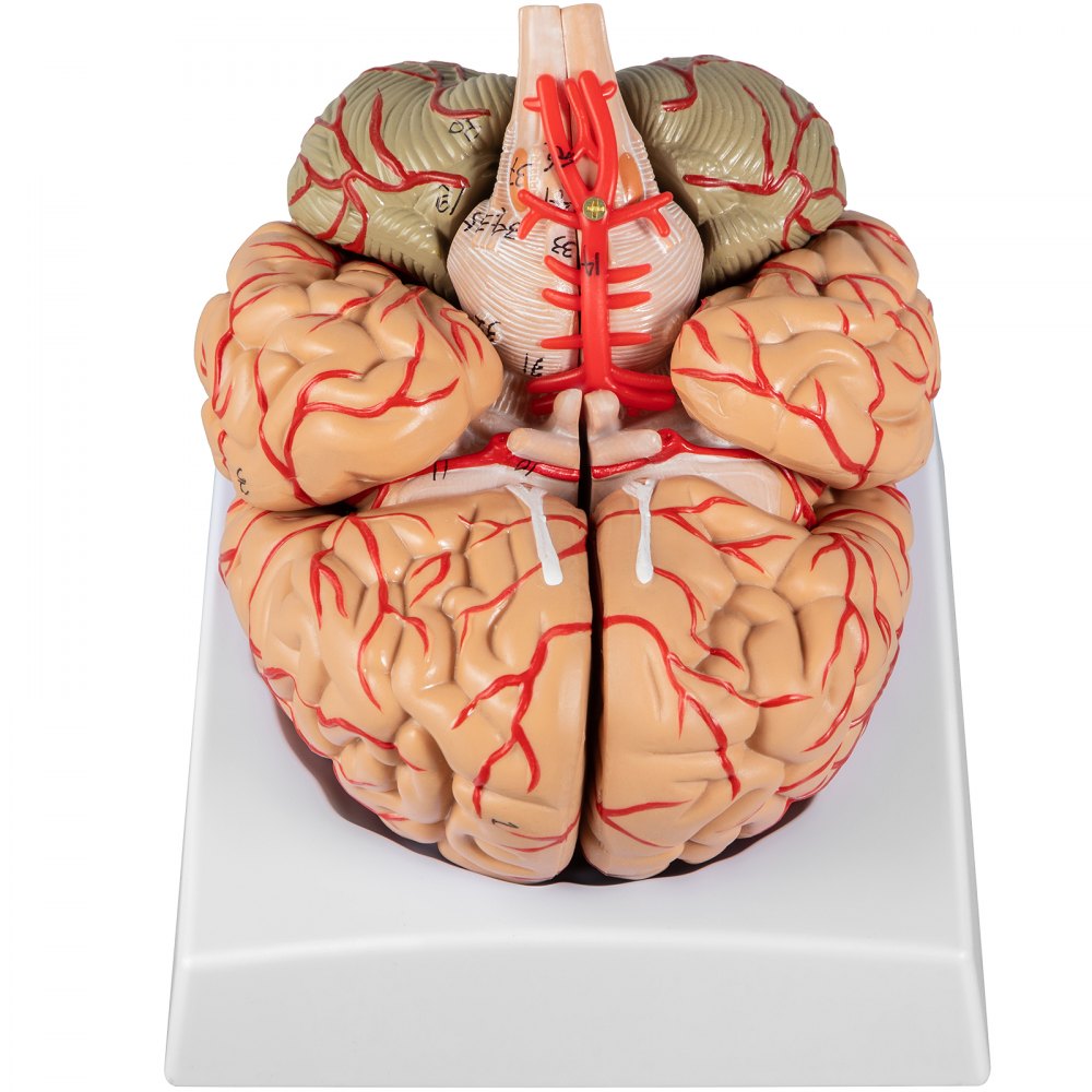 VEVOR Modelo de cerebro humano Anatomía Modelo de cerebro de 9 partes con etiquetas y base de pantalla Modelo anatómico de cerebro humano codificado por colores Herramienta de enseñanza del cerebro Modelo de cerebro para exhibición de estudio en el aula de ciencias