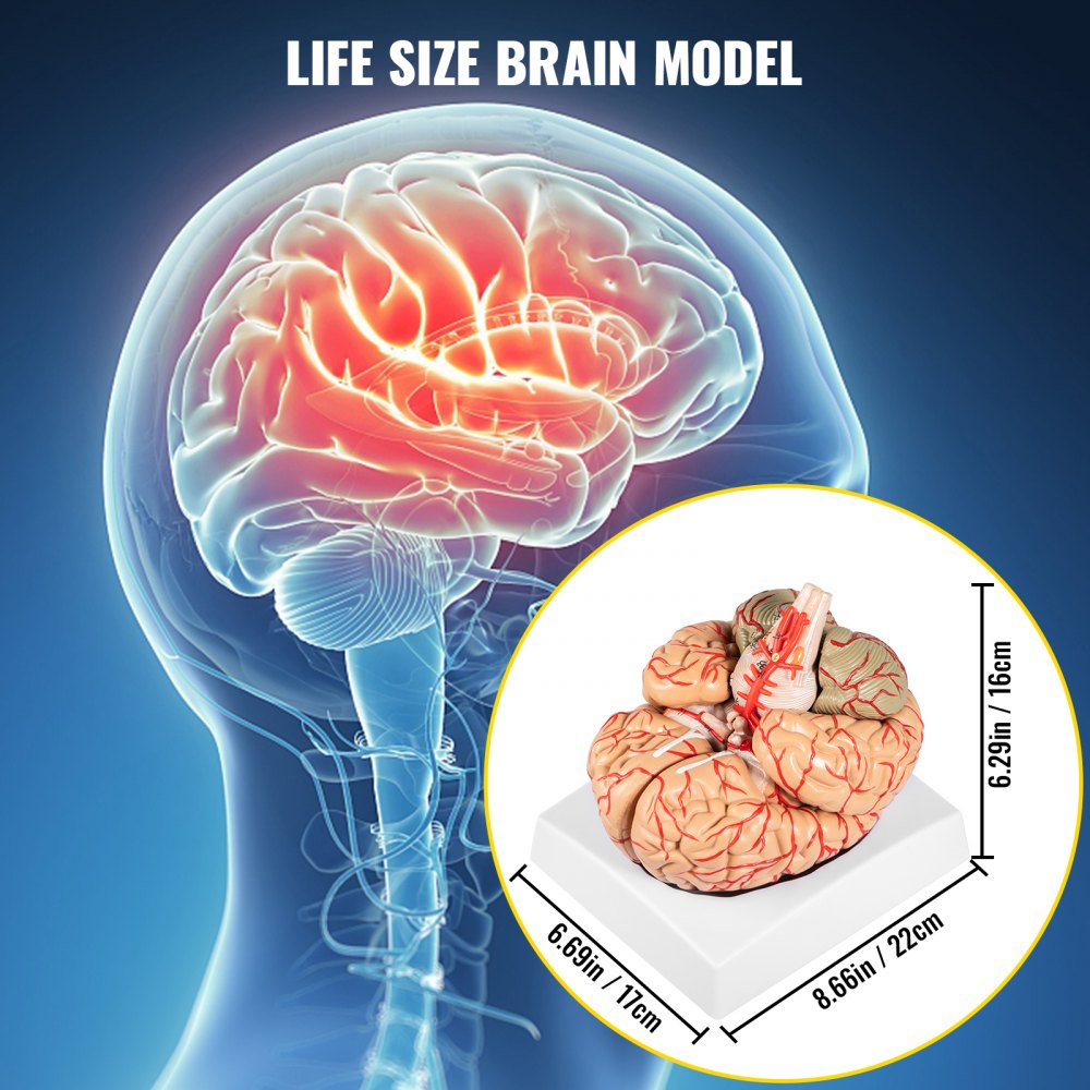 VEVOR Modelo de cerebro humano Anatomía Modelo de cerebro de 9 partes con etiquetas y base de pantalla Modelo anatómico de cerebro humano codificado por colores Herramienta de enseñanza del cerebro Modelo de cerebro para exhibición de estudio en el aula de ciencias