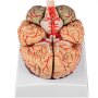 VEVOR Human Brain Model Anatomy 9-Part Model of Brain w/Labels & Display Base Color-Coded Life Size Human Brain Anatomical Model Brain Teaching Tool Brain Model for Science Classroom Study Display