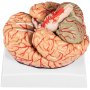 VEVOR Human Brain Model Anatomy 9-Part Model of Brain w/Labels & Display Base Color-Coded Life Size Human Brain Anatomical Model Brain Teaching Tool Brain Model for Science Classroom Study Display