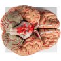 VEVOR Human Brain Model Anatomy 9-Part Model of Brain w/Labels & Display Base Color-Coded Life Size Human Brain Anatomical Model Brain Teaching Tool Brain Model for Science Classroom Study Display