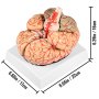 VEVOR Human Brain Model Anatomy 9-Part Model of Brain w/Labels & Display Base Color-Coded Life Size Human Brain Anatomical Model Brain Teaching Tool Brain Model for Science Classroom Study Display
