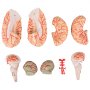 VEVOR Human Brain Model Anatomy 9-Part Model of Brain w/Labels & Display Base Color-Coded Life Size Human Brain Anatomical Model Brain Teaching Tool Brain Model for Science Classroom Study Display