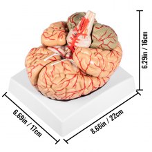 VEVOR Modèle d'anatomie du cerveau humain Modèle de cerveau en 9 parties avec étiquettes et base d'affichage Modèle anatomique de cerveau humain grandeur nature à code couleur Outil d'enseignement du cerveau Modèle de cerveau pour affichage d'étude en classe de sciences