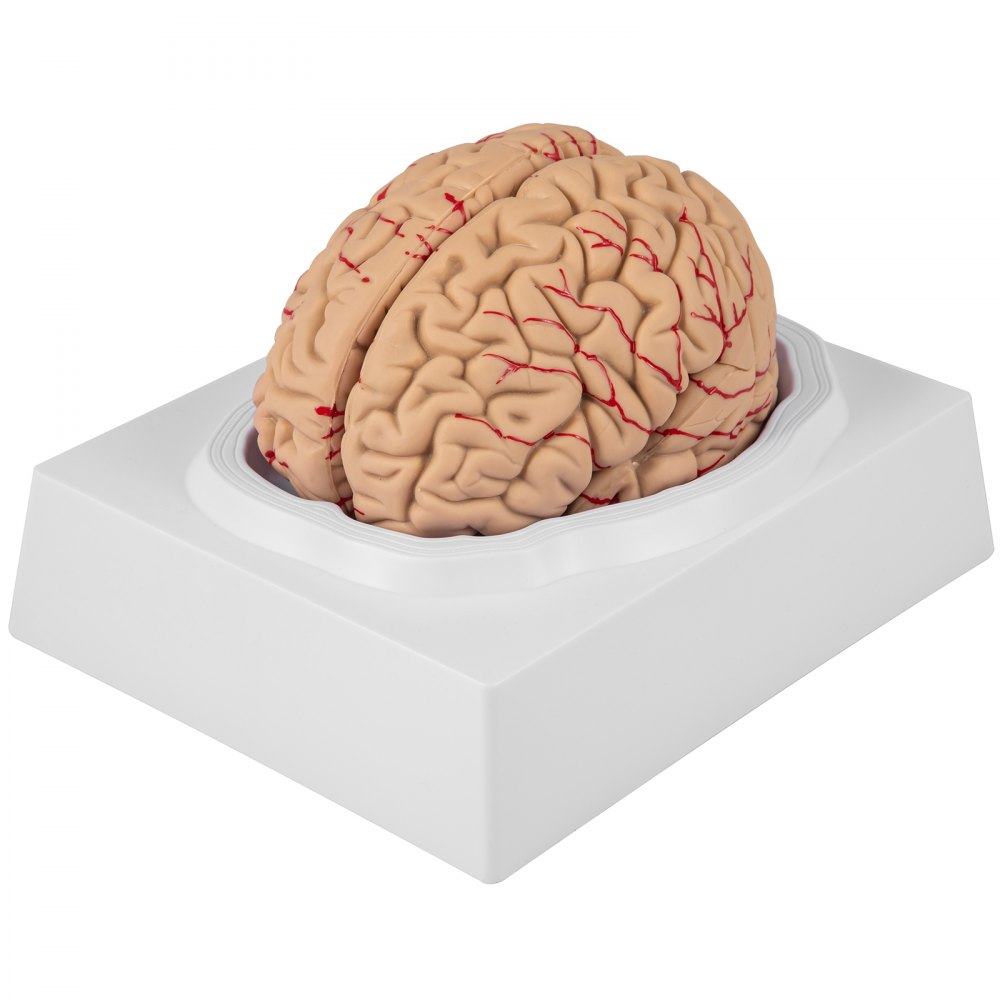 VEVOR human brain model on a white base showing detailed anatomy and red blood vessels.