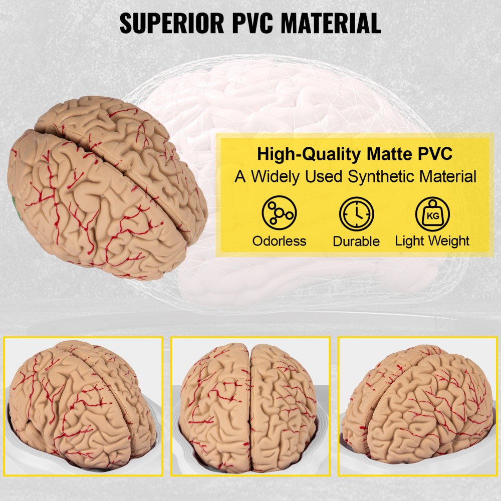 VEVOR human brain model made of high-quality matte pvc, showcasing durability and lightweight.