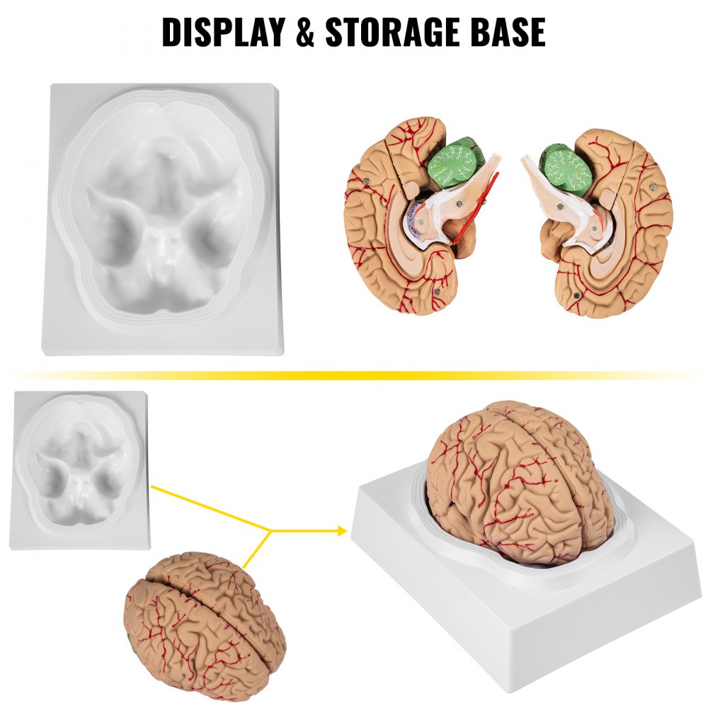 VEVOR human brain model with display and storage base, showcasing detailed sections.