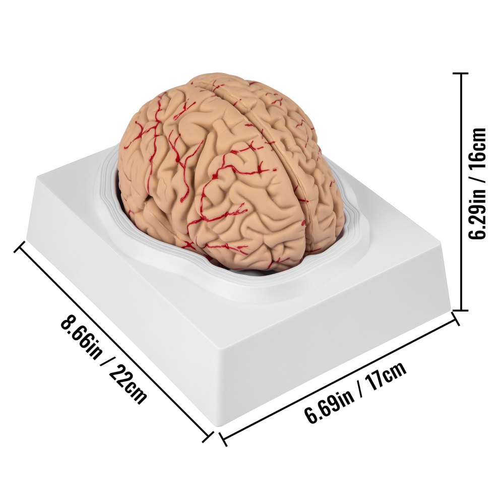 VEVOR human brain model with dimensions on a white base.