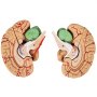 VEVOR human brain model showcasing detailed anatomical sections and vascular structures.