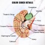 VEVOR human brain model highlighting anatomical parts with color-coded labels.
