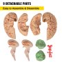 9 detachable parts of VEVOR human brain model, easy to assemble and disassemble.