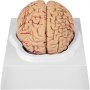 VEVOR Modelo de cerebro humano Anatomía Modelo de 9 partes de cerebro Modelo anatómico de cerebro humano de tamaño natural con base de pantalla y arteria codificada por colores Enseñanza de anatomía del cerebro para exhibición de estudio en el aula de ciencias