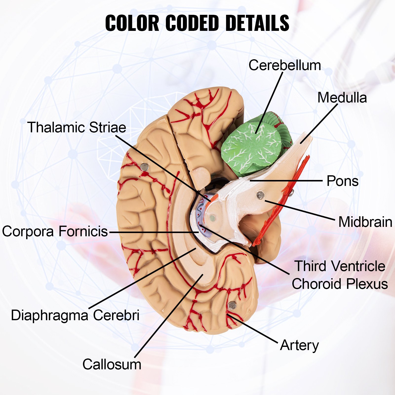 VEVOR human brain model highlighting anatomical parts with color-coded labels.