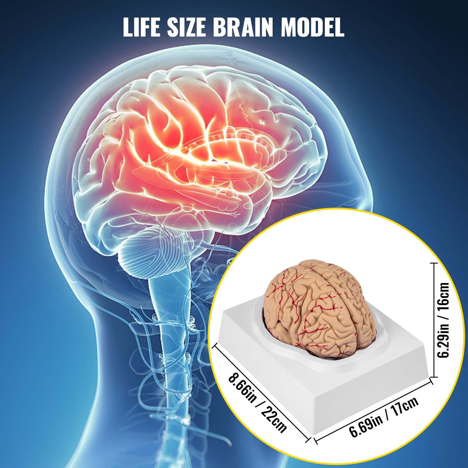 VEVOR human brain model with dimensions and life-size illustration.