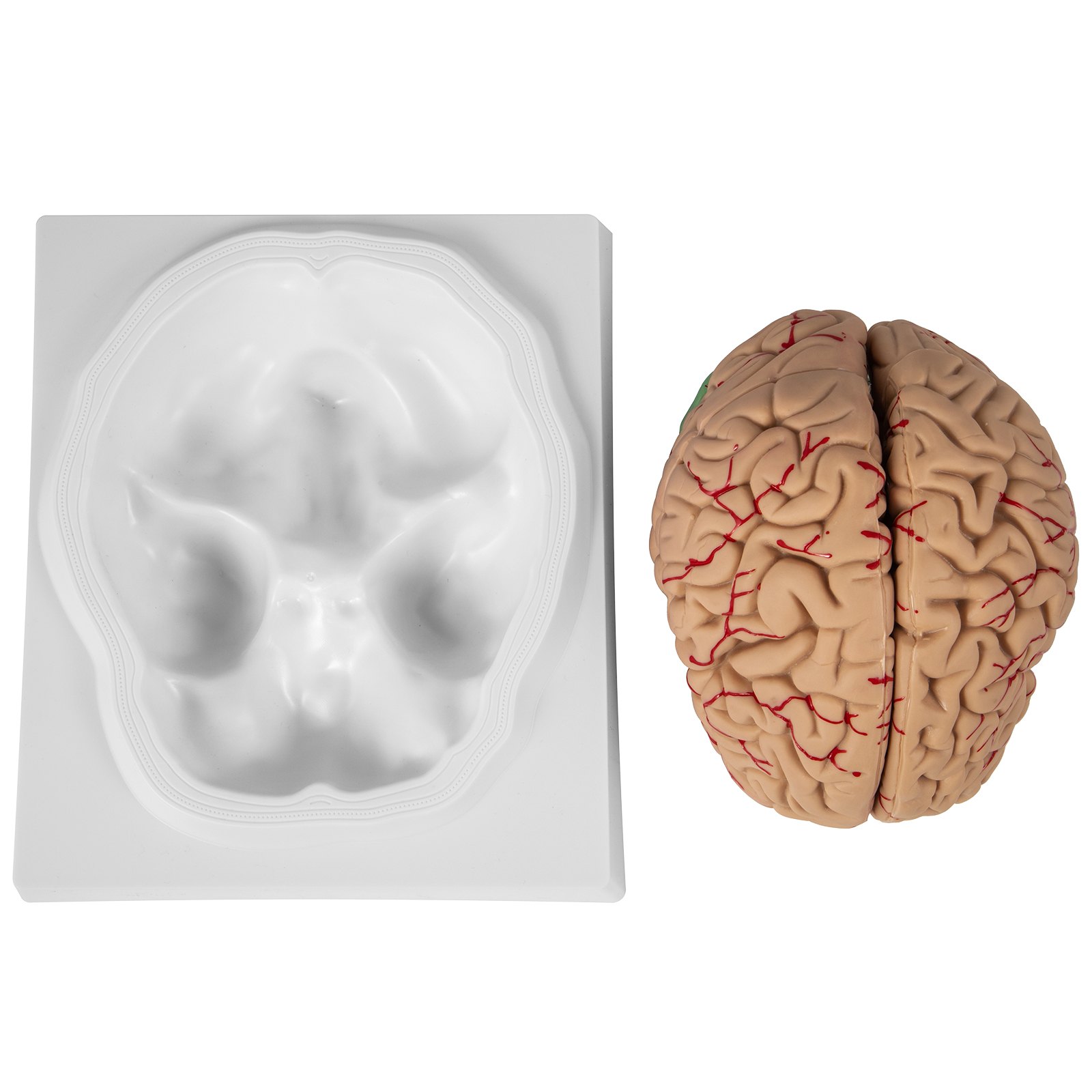 VEVOR human brain model with detailed veins and removable base.