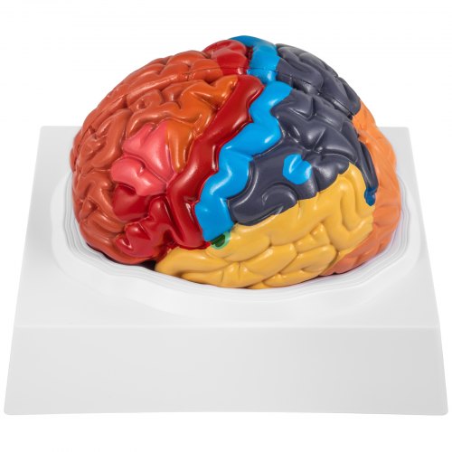VEVOR Human Brain Model Anatomy 2-Part Model of Brain Color-Coded Life Size Human Brain Anatomical Model with Display Base Brain Teaching Anatomy of Brain for Science Classroom Study Display Teaching