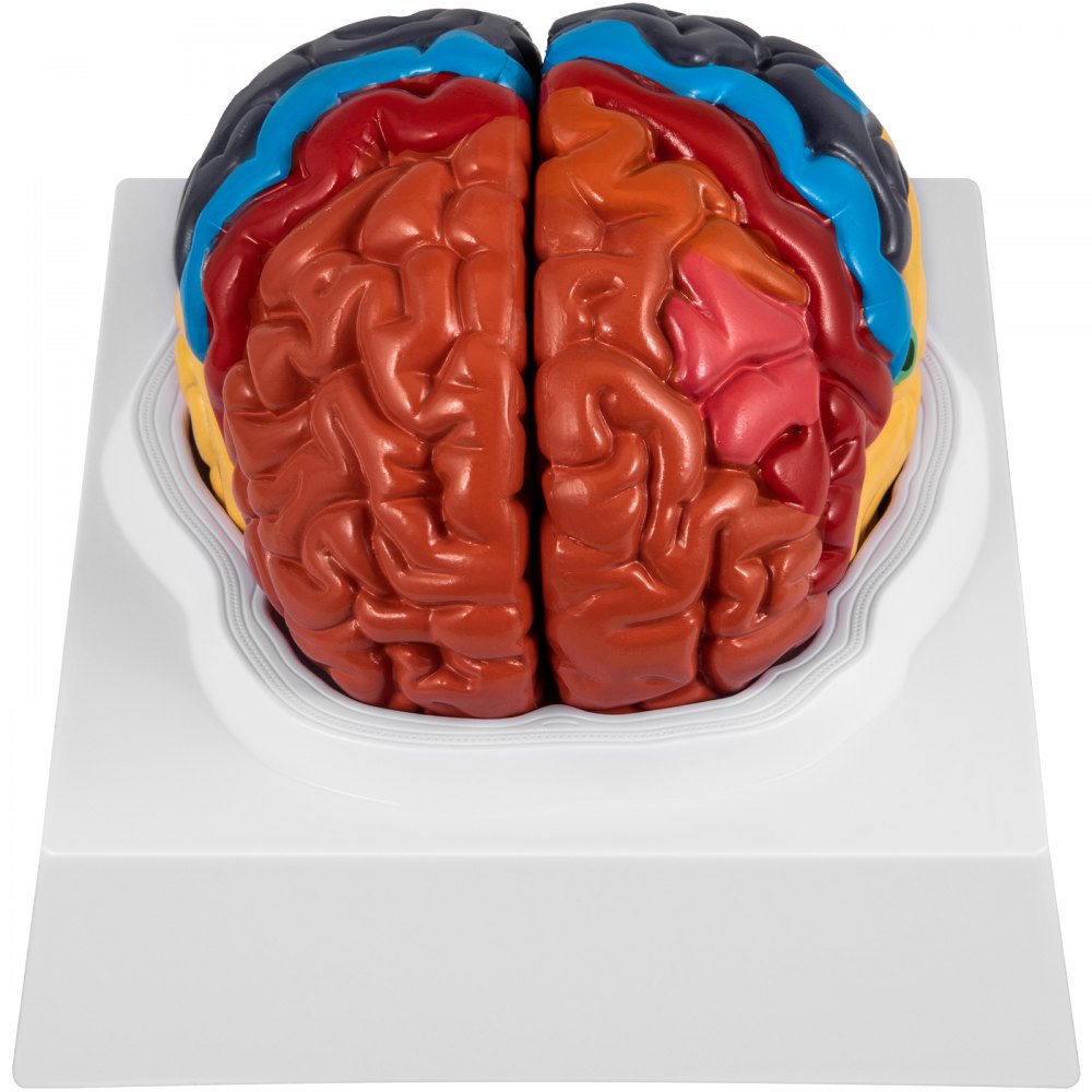 Modèle d'anatomie du cerveau humain VEVOR Modèle en 2 parties de cerveau Modèle anatomique de cerveau humain grandeur nature à code couleur avec base d'affichage Enseignement du cerveau Anatomie du cerveau pour l'enseignement des études en classe de sciences