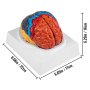 VEVOR Modelo de cerebro humano Anatomía Modelo de 2 partes del cerebro Codificado por colores Tamaño real Modelo anatómico del cerebro humano con base de pantalla Enseñanza del cerebro Anatomía del cerebro para ciencia Aula Estudio Enseñanza de exhibición