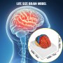 VEVOR Human Brain Model Anatomy 2-Part Model of Brain Color-Coded Life Size Human Brain Anatomical Model with Display Base Brain Teaching Anatomy of Brain for Science Classroom Study Display Teaching