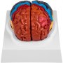 VEVOR Human Brain Model Anatomy 2-Part Model of Brain Color-Coded Life Size Human Brain Anatomical Model with Display Base Brain Teaching Anatomy of Brain for Science Classroom Study Display Teaching