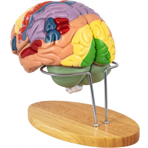 VEVOR Human Brain Model Anatomy 4-Part Model of Brain w/ Labels & Display Base Color-Coded Life Size Human Brain Anatomical Model Brain Teaching Human Brain for Science Classroom Study Display Model