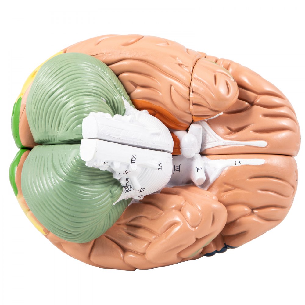 VEVOR human brain model with detailed anatomical structures and labeled parts.