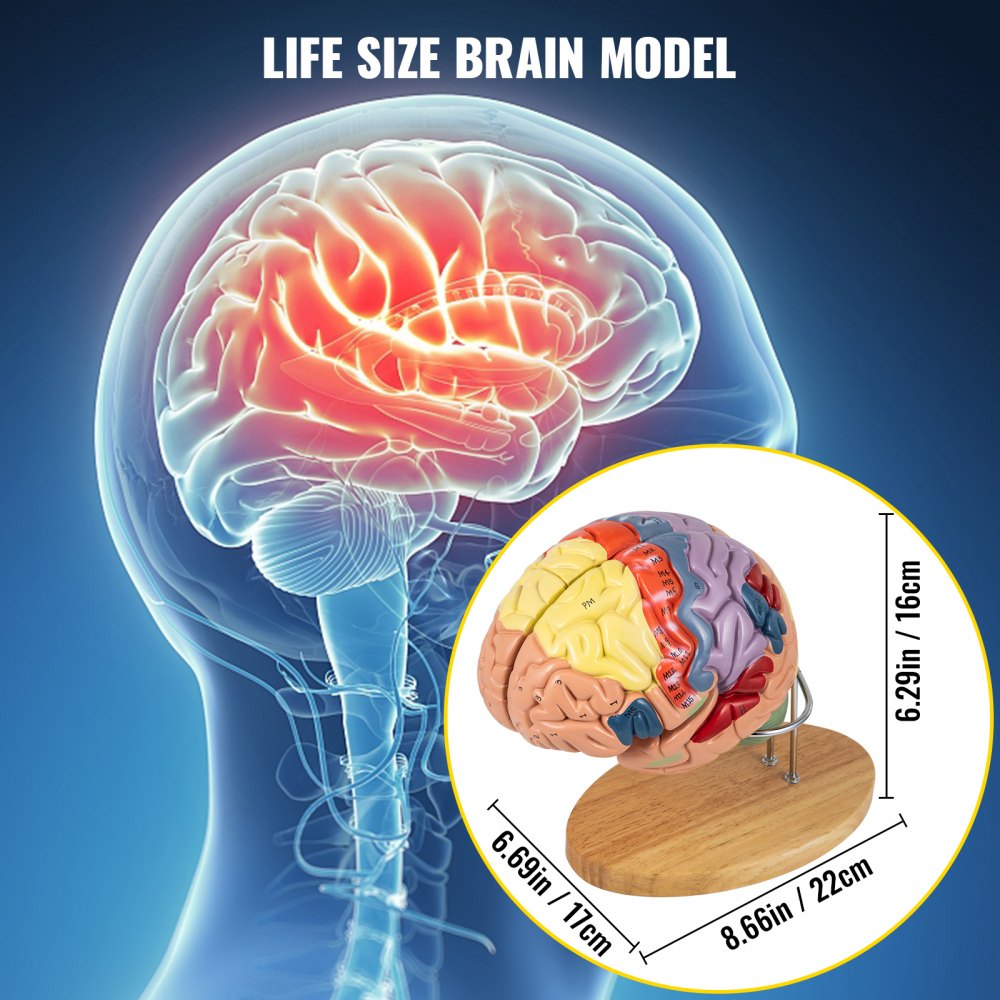 VEVOR human brain model with labeled sections on a wooden stand, life-size display.