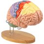 VEVOR human brain model with labeled sections on a wooden base for educational use.