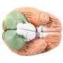 VEVOR human brain model with detailed anatomical structures and labeled parts.