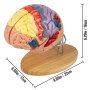 VEVOR human brain model with labeled sections on a wooden stand, dimensions included.