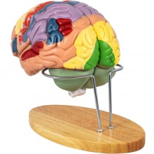 Modelo de anatomia do cérebro humano VEVOR Modelo de 4 partes do cérebro com rótulos e base de exibição Código de cores em tamanho real Modelo anatômico do cérebro humano Cérebro ensinando Cérebro humano para ciências Modelo de exibição de estudo em sala de aula