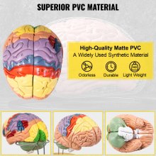 VEVOR menneskelig hjernemodell anatomi 4-delt hjernemodell med etiketter og skjermbase Fargekodet livsstørrelse Menneskehjerne Anatomisk modell Hjerne Undervisning i menneskehjernen for naturfag Klasseromsstudie Visningsmodell