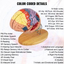 VEVOR Modelo de cerebro humano Anatomía Modelo de cerebro de 4 partes con etiquetas y base de exhibición Modelo anatómico de cerebro humano de tamaño real codificado por colores Enseñanza del cerebro Cerebro humano para ciencias Modelo de exhibición de estudio en el aula