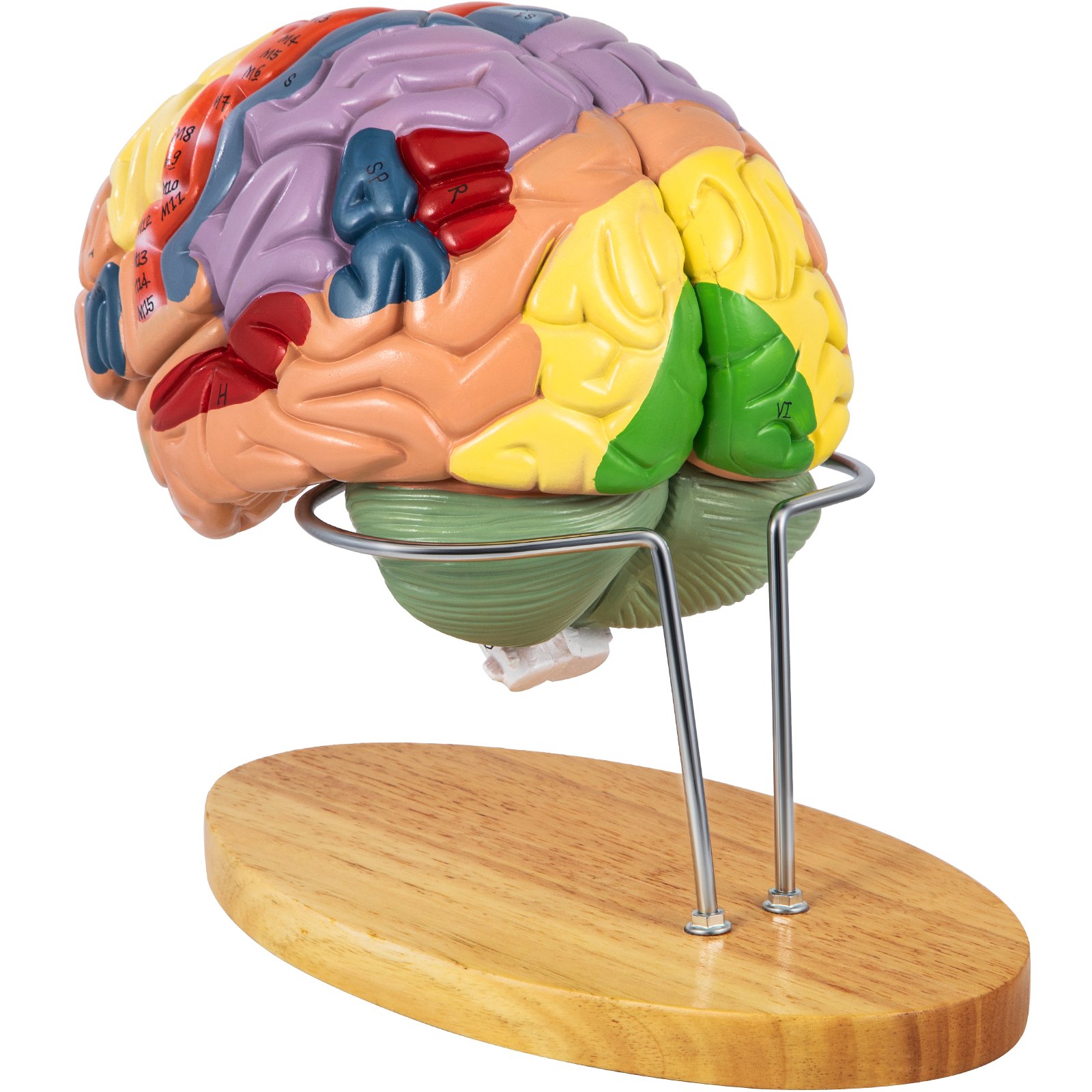 colored VEVOR human brain model on wooden base with metal stand.
