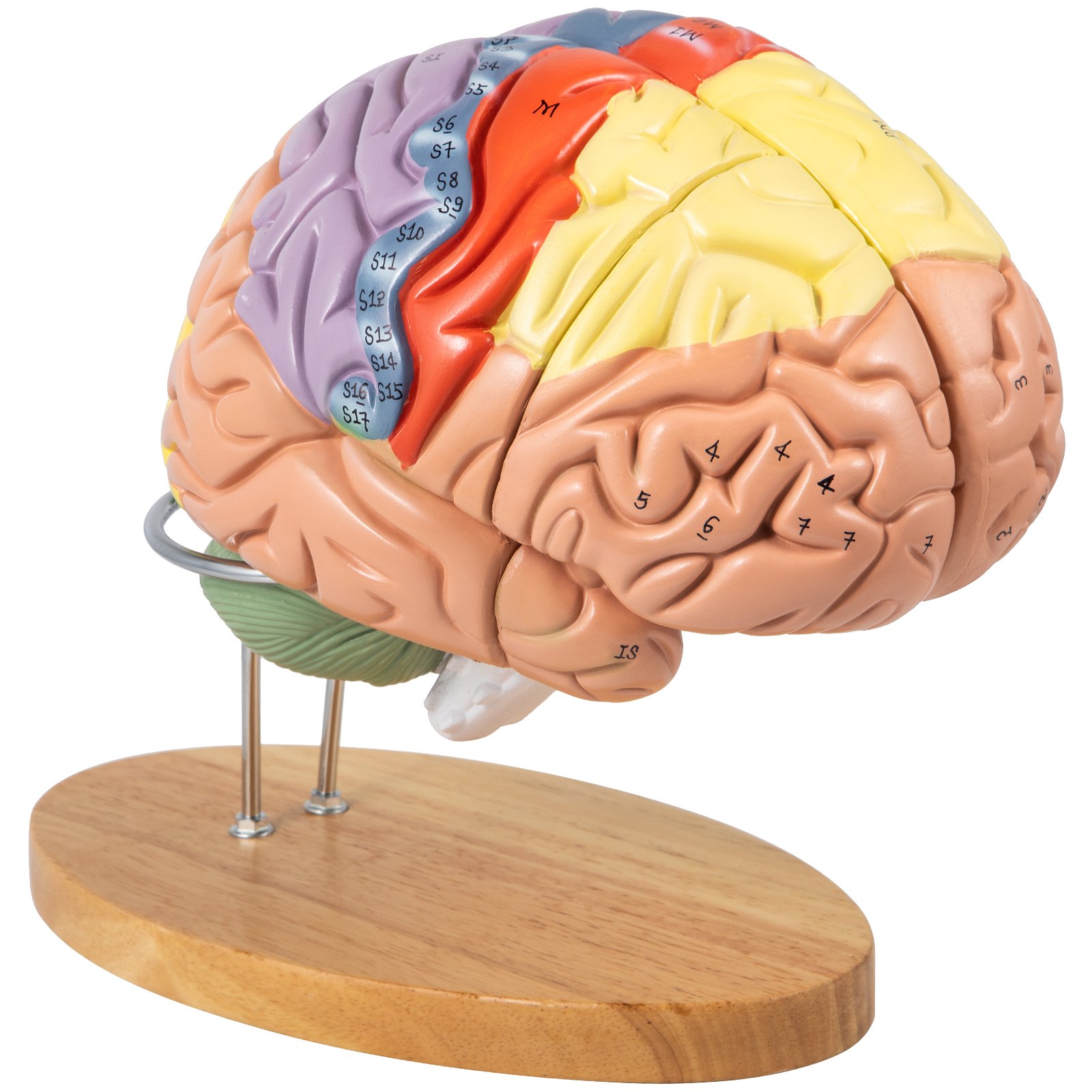 VEVOR human brain model with labeled sections on a wooden base for educational use.